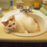 Red Tabby Turkish Van
