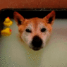 Rubber Ducky on Dogs Head