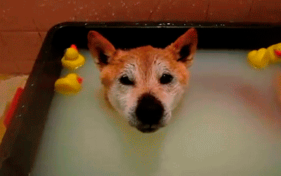 Rubber Ducky on Dogs Head