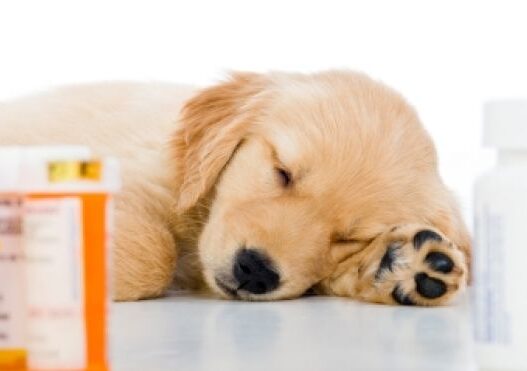 Sick puppy1