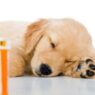 Sick puppy1