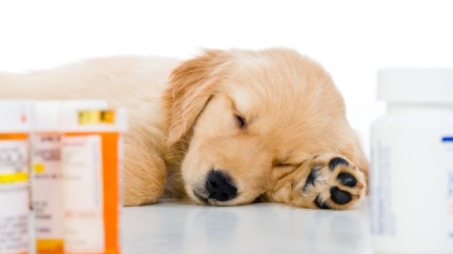Sick puppy1