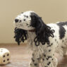 Spaniel