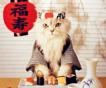 Sushi Cat cats 24320484 359 450