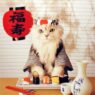 Sushi Cat cats 24320484 359 450