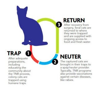 TNR b
