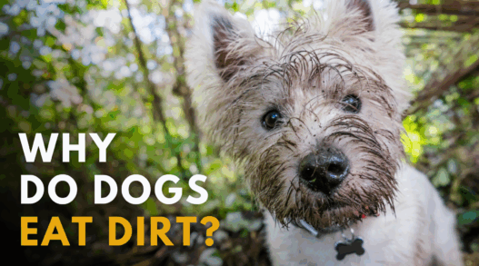 Why do dogs eat dirt