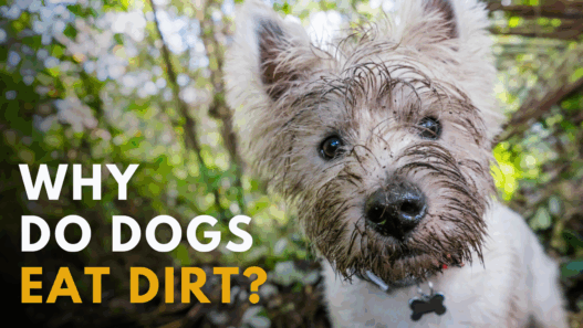 Why do dogs eat dirt