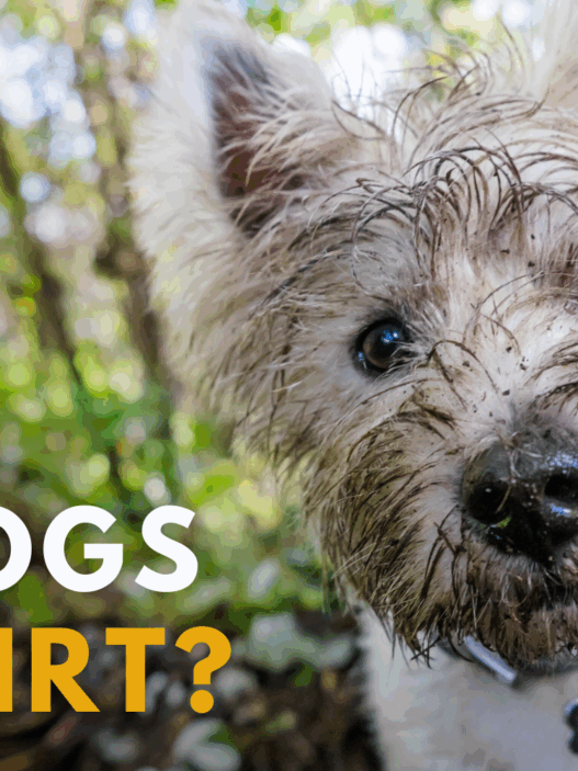 Why do dogs eat dirt