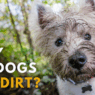Why do dogs eat dirt
