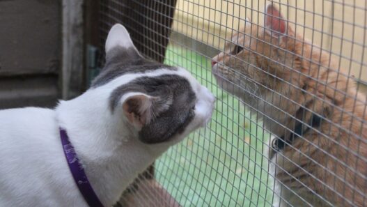 adoptapetscreen door closed for intros