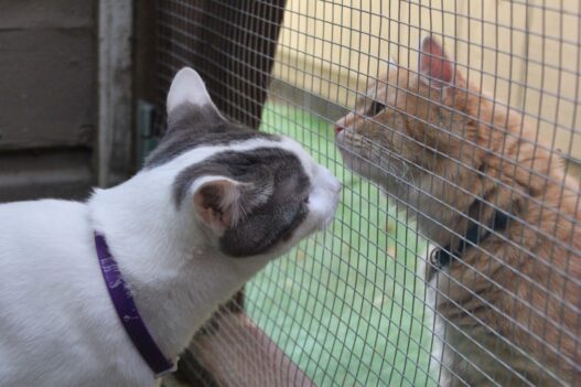 adoptapetscreen door closed for intros