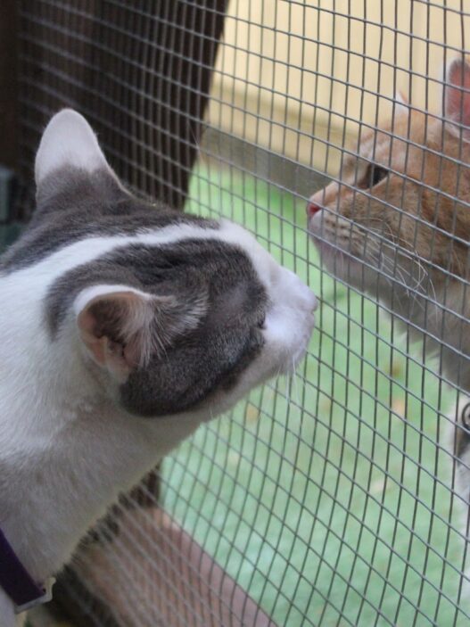 adoptapetscreen door closed for intros