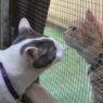 adoptapetscreen door closed for intros