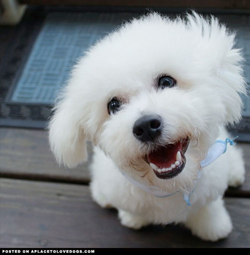 adorable bichon frise