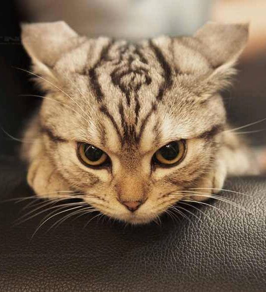 angry cat1