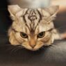 angry cat1