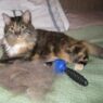 article new ehow images a05 1l 1i pet hair removal tips 801