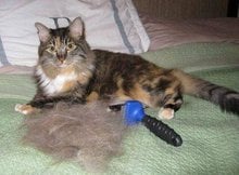 article new ehow images a05 1l 1i pet hair removal tips 801