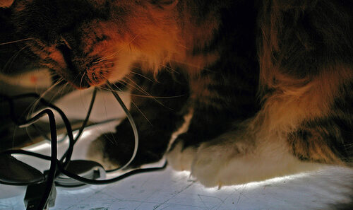 cable eating cat