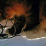 cable eating cat
