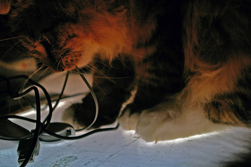 cable eating cat