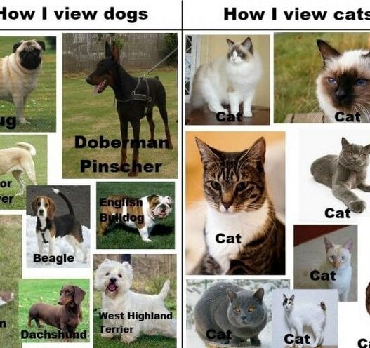 cat breeds v dog breeds1