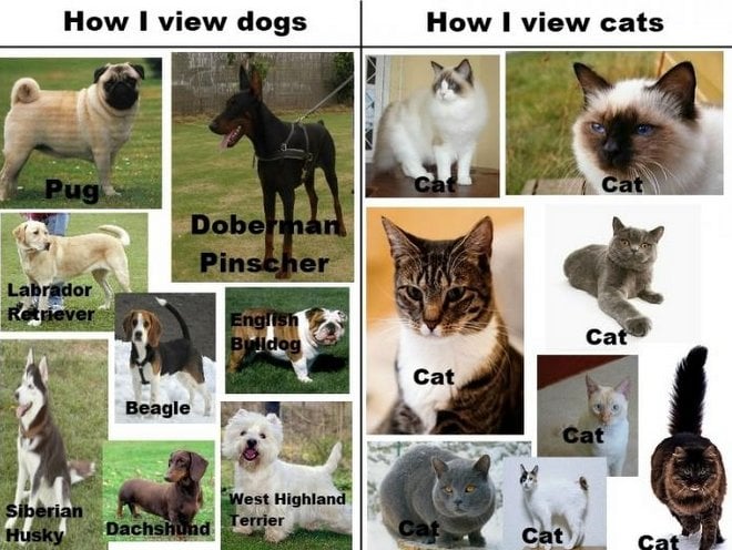 cat breeds v dog breeds1