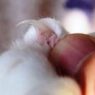 cat claw close up