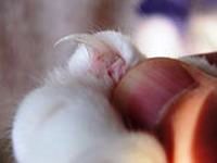 cat claw close up