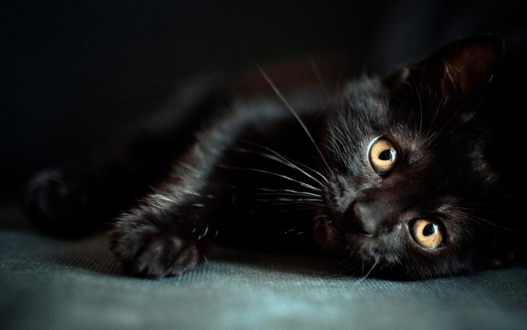 cat desktopblack cat desktop wallpapers feed s7twxcg4