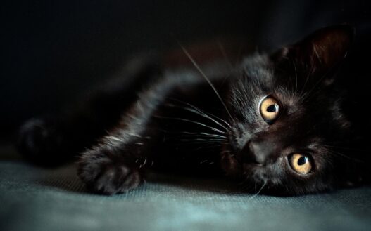cat desktopblack cat desktop wallpapers feed s7twxcg4