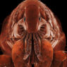 cat flea