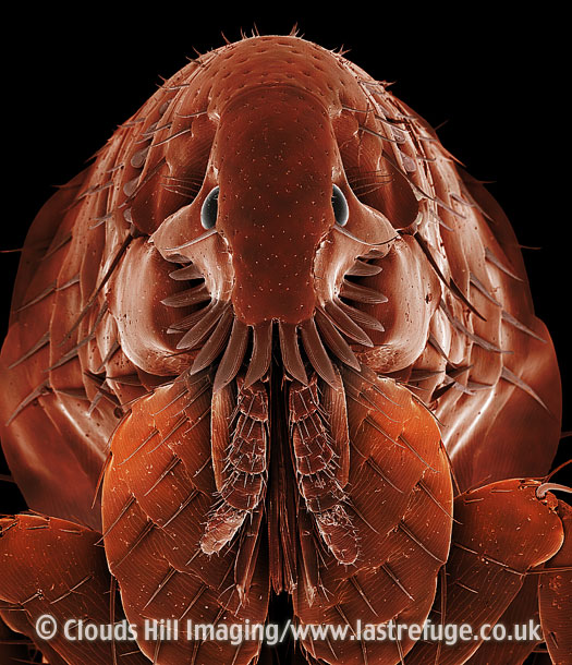 cat flea