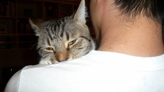 cat suckling owner2