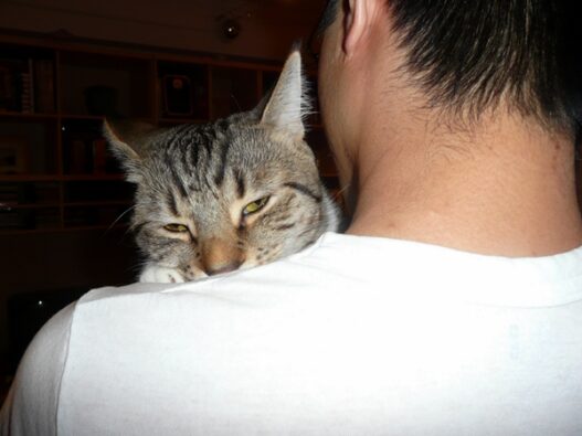 cat suckling owner2