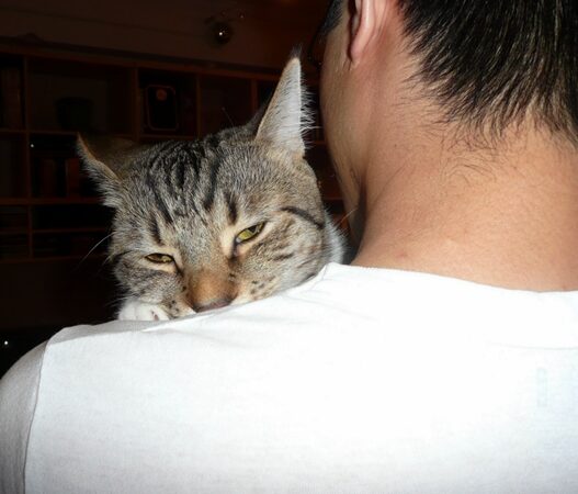 cat suckling owner2