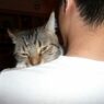 cat suckling owner2