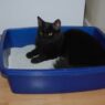 cat urinary tract infection 278x218