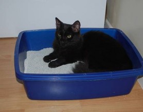cat urinary tract infection