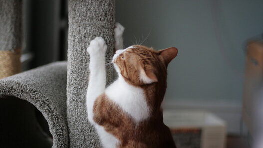 cat with post