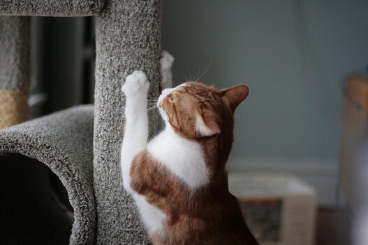 cat with post