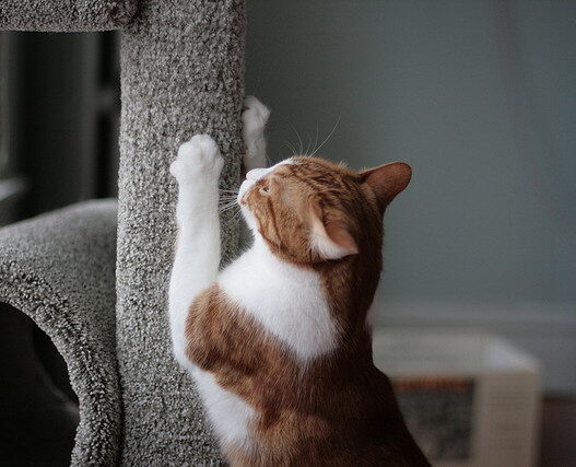 cat with post