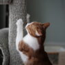 cat with post