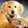 cat and dog2 funny cats and dogs pics s351x372 49223 580