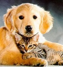 cat and dog2 funny cats and dogs pics s351x372 49223 580