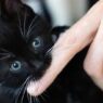 cat eats fingers