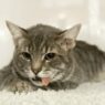 cat vomiting