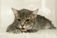 cat vomiting