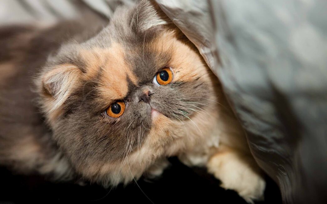catfat1